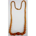 A graduated set of butterscotch amber beads, total length 76cm, largest bead 3cm, smallest bead 0.