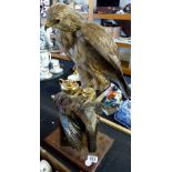 Taxidermy buzzard with jay in its claws, on plinth, H 57cm