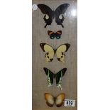 Framed and glazed display of five butterflies