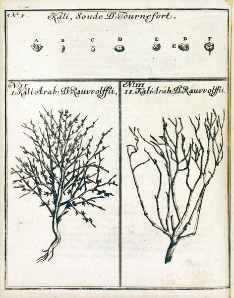 Biologie - Botanik - - Lange, Johann Michael. Borit (hebr.) h.e. Dissertationes botanico-theologicae