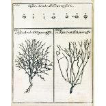 Biologie - Botanik - - Lange, Johann Michael. Borit (hebr.) h.e. Dissertationes botanico-theologicae