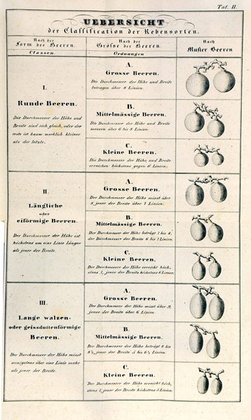 Biologie - Botanik - - Trummer, Franz Xaver. Systematische Classification und Beschreibung der im