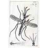Biologie - Zoologie - - Swammerdamm, J. Bibel der Natur, worinnen die Insekten in gewisse Classen