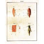 Medizin - Anatomie - - Lobstein, Jean Georges Chretien Frederic Martin. De nervi sympathetici humani