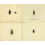 Biologie - Zoologie - - Panzer, Georg Wolfgang Franz. (Faunae Insectorum Germanicae Initia oder