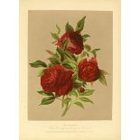 Biologie - Botanik - - Lebl, M. Illustrirter Rosengarten für Rosenfreunde und Rosengärtner. Mit 24