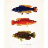 Biologie - Zoologie - - Fries, B., C. U. Ekström und C. Sundevall. A history of scandinavian fishes.