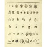 Biologie - Zoologie - - Boys, William. Testacea minuta rariora. A collection of the minute and