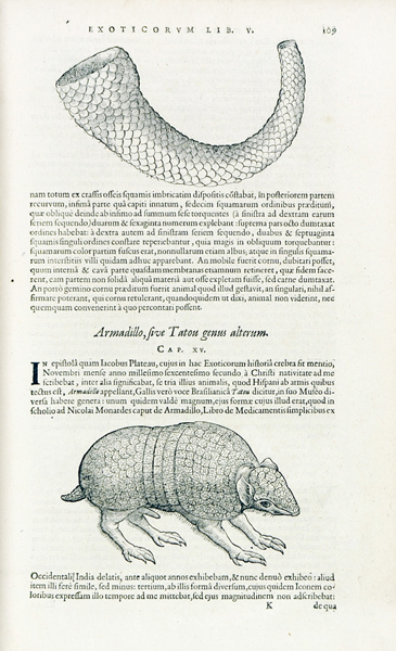 Biologie - Botanik - - Lécluse, Charles de (lat. Carolus Clusius). Exoticorum libri decem: quibus
