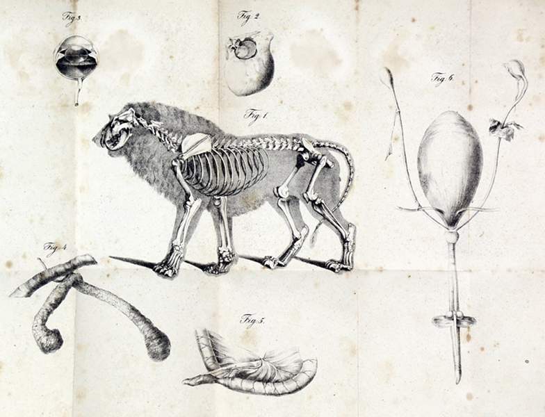 Biologie - Zoologie - - Meyer, Johann Nepomuk von. Beyträge zur Anatomie des Tiegers, nebst