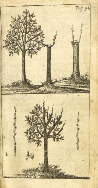 Biologie - Botanik - - Dümler, Wolfgang Jacob. Erneurter und vermehrter Baum- und Obstgarten,