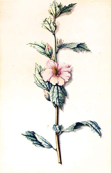 Genre - - Loo, Pieter van. Drei Blumenaquarelle auf Papier. Um 1770. Blattgrößen von 32 x 25 cm