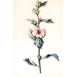 Genre - - Loo, Pieter van. Drei Blumenaquarelle auf Papier. Um 1770. Blattgrößen von 32 x 25 cm