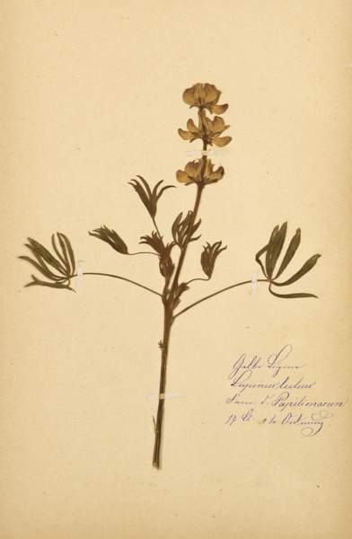 Biologie - Botanik - Herbarium - - Wolff, F. Herbarium mit ca. 150 getrockneten Pflanzen. Jeweils