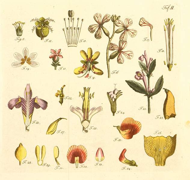 Biologie - Botanik - - Batsch, A. J. G. C. Botanique pour les femmes et les amateurs des plantes.