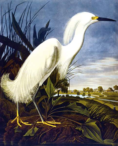 Biologie - Zoologie - - Audubon, John James. Birds of America. By Roger Tory Peterson & Virginia