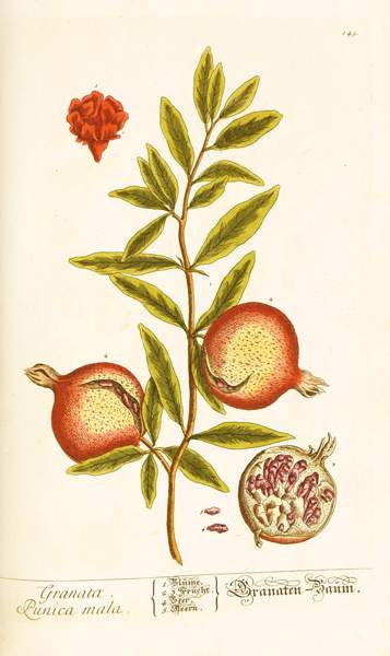 Biologie - Botanik - - Blackwell, Elisabeth. Vermehrtes und verbessertes Blackwellisches Kräuterbuch - Image 2 of 3