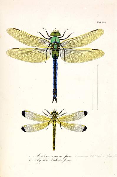 Biologie - Zoologie - - Charpentier, Toussaint de. Libellulinae Europeae descriptae ac depictae. Cum