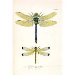 Biologie - Zoologie - - Charpentier, Toussaint de. Libellulinae Europeae descriptae ac depictae. Cum