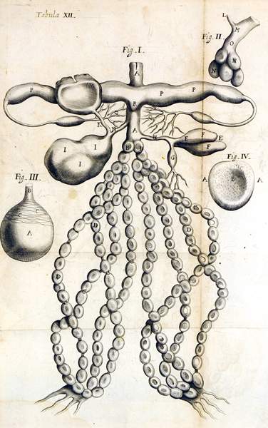 Biologie - Zoologie - - Malpighi, Marcello. Dissertatio epistolica de bombyce. Mit 12 gefalteten