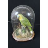 TAXIDERMY - AMAZONIAN GREEN PARROT - A Victorian Amazonian Green Parrot, set in naturalistic foliage