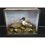 TAXIDERMY - SHOVLER DUCKS - A late Victorian cased scene of two Shovler Ducks set within natural