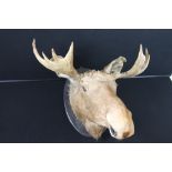 TAXIDERMY - MOOSE HEAD - A mounted Moose head, late Victorian on a later oval shield. Measures (