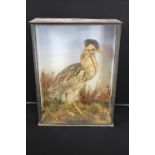 TAXIDERMY - BITTERN - A cased Bittern, late Victorian, painted background, the Bittern standing