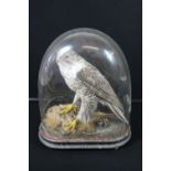 TAXIDERMY - BUZZARD HAWK - A glass domed (a/f) stuffed Buzzard Hawk, late Victorian, height of