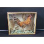 TAXIDERMY - ROOSTER CHICKEN - A late Victorian cased Rooster by LEWIS W BARTLETT (Label on reverse).