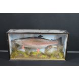 TAXIDERMY - SALMON - A cased stuffed Salmon by H R BENNETT, Taxidermist, Norwich. Height 41cm (