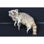 TAXIDERMY - RACOON - A Racoon on a branch of a tree, wall mounted, tail short