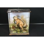 TAXIDERMY RED SQUIRREL VICTORIAN - In a pine glazed cabinet (front glass panel missing) is a