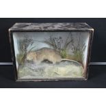 TAXIDERMY - BROWN RAT - A late Victorian cased Brown Rat, naturalistic setting, wood case measures