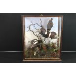 TAXIDERMY - MAGPIE - A pair of Edwardian cased magpie birds, displayed in a naturalistic foliage,