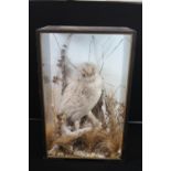 TAXIDERMY - SNOWY OWL - A glazed cased Snowy Owl, a late Victorian bird in a later case, set in