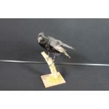 TAXIDERMY - CROW - A mounted Crow on wood.