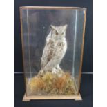 TAXIDERMY - GREAT HORNED OWL - A Edwardian GREAT HORNED OWL, on a naturalistic setting.