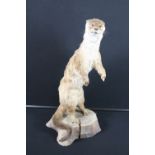 TAXIDERMY - OTTER - A natural pose of an Otter on hind legs, late Victorian, mounted on a stump of a
