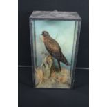 TAXIDERMY - HARRIS HAWK - Set in a glazed case in natural foliage a Harris Hawk, late Victorian,