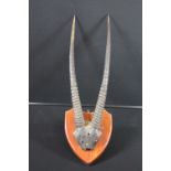 MOUNTED IBIS HORNS - Mounted on a wooden shield, a pair of Ibis horns and forehead skull. Length