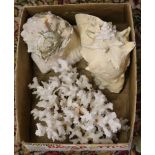 A box of sea shells and coral cluster.