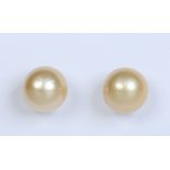A pair of South Sea yellow pearl earrings on 9 carat white gold studs, pearls 10mm diameter.
