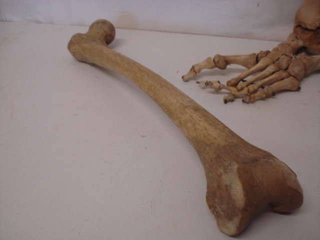 Victorian Leg & Shine Bone with Articulated Foot - Image 3 of 3