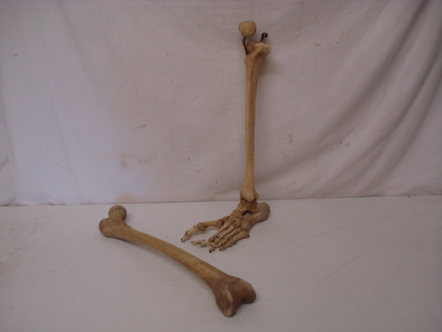 Victorian Leg & Shine Bone with Articulated Foot