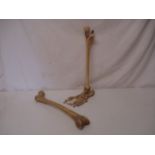 Victorian Leg & Shine Bone with Articulated Foot