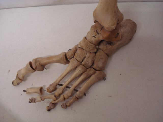 Victorian Leg & Shine Bone with Articulated Foot - Image 2 of 3