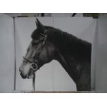 7'x 7' Oversize Black & White Photograph Portrait of Horses Head Backed on Two Boards