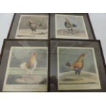 Set of Four Framed & Glazed Coloured Antique Cockerel