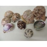 Collection of Exotic South Seas Shells